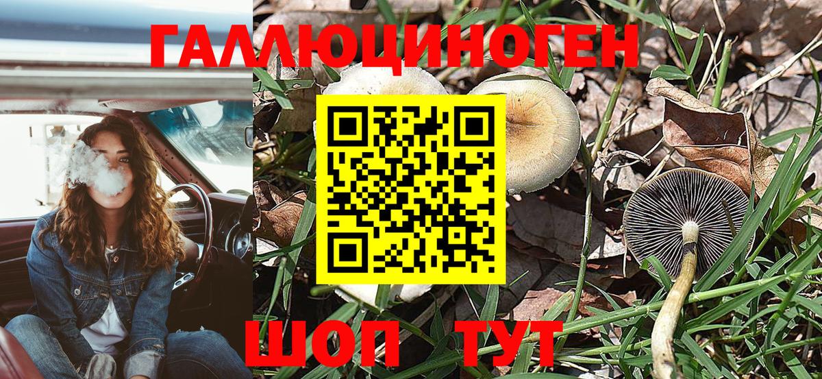 Псилоцибиновые грибы Cubensis Томск